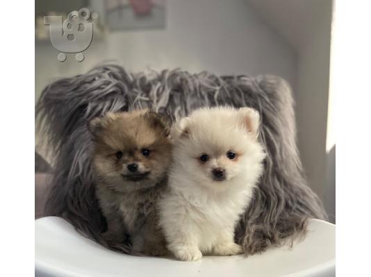 Pomeranian όλα kc reg.